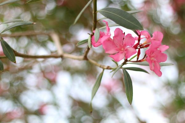 Cost of Oleander Removal in Redwood City