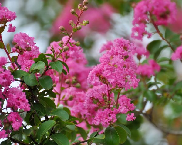Cost of Crepe Myrtle Removal in Redwood City