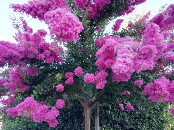 Cost of Crape Myrtle Pruning in Redwood City