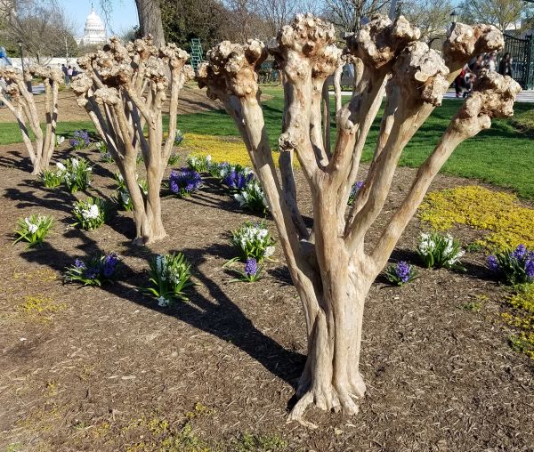 Cost of Myrtle Tree Removal in Redwood City