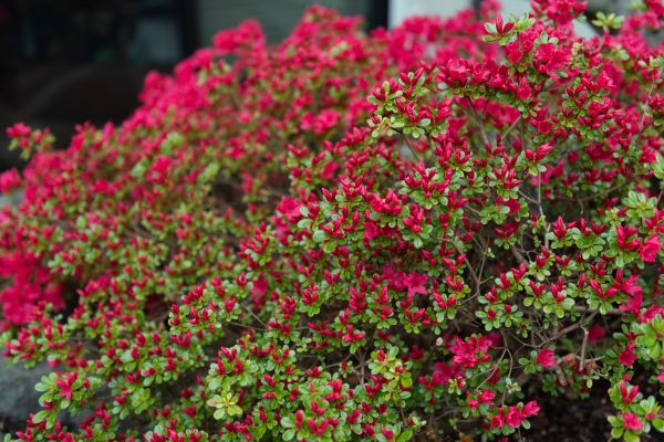 Cost of Weigela Removal Service in Redwood City
