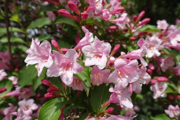 Cost of Weigela Pruning Service in Redwood City