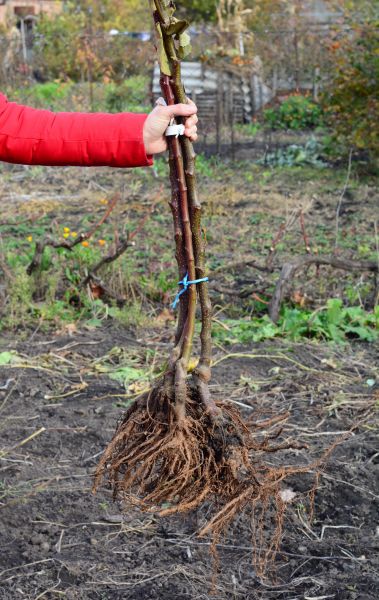 Cost of Shrub Root Removal in Redwood City