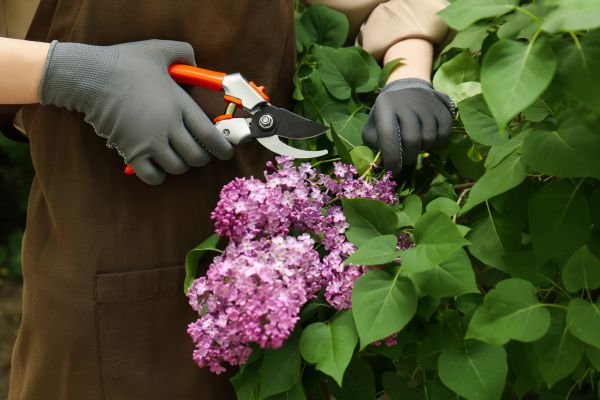 Cost of Lilac Pruning Service in Redwood City