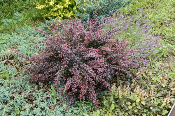 Cost of Japanese Barberry Removal in Redwood City