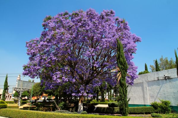 Cost of Jacaranda Pruning in Redwood City
