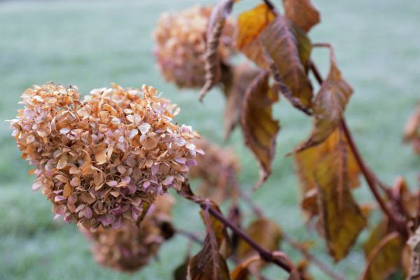 Cost of Hydrangea Removal in Redwood City