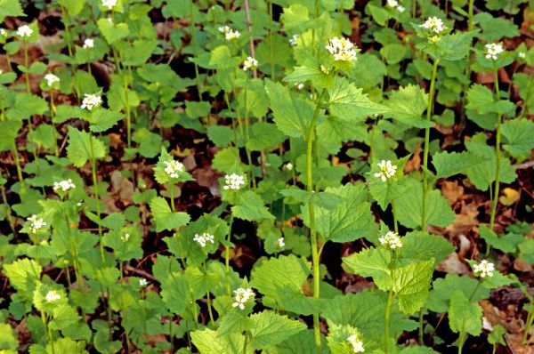 Cost of Garlic Mustard Removal in Redwood City