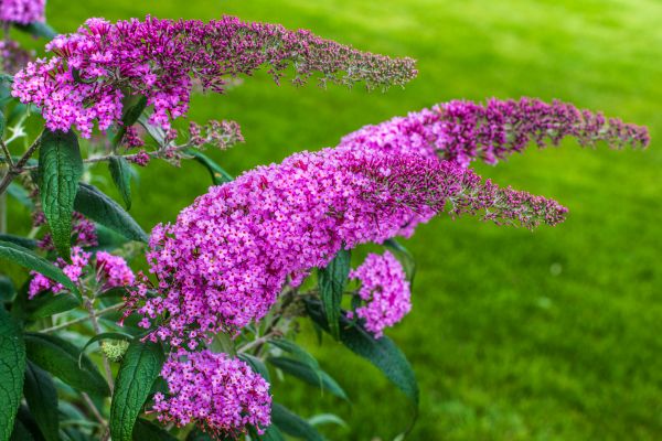Cost of Butterfly Bush Removal in Redwood City