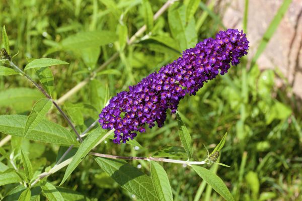 Butterfly Bush Pruning in Redwood City