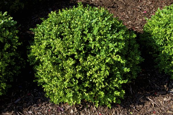 Cost of Boxwood Removal in Redwood City