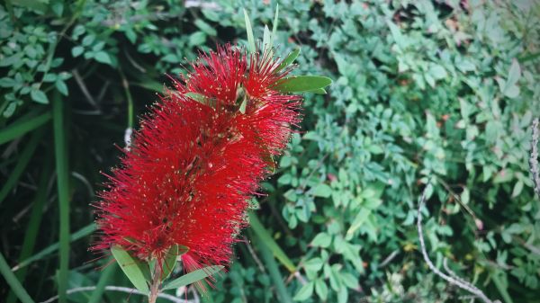 Cost of Bottlebrush Pruning in Redwood City