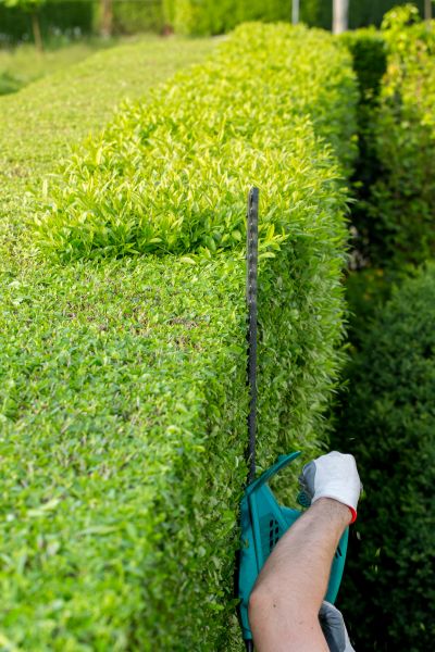 Hedge Trimming in Redwood City