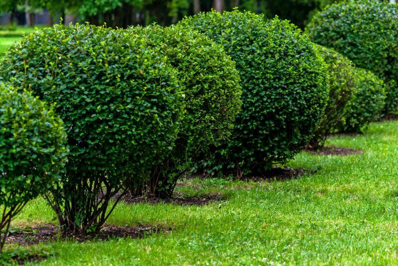 Healthy, Pruned Shrubs